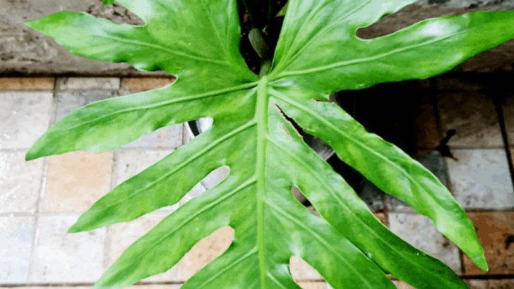 Philodendron Radiatum Care from A to Z