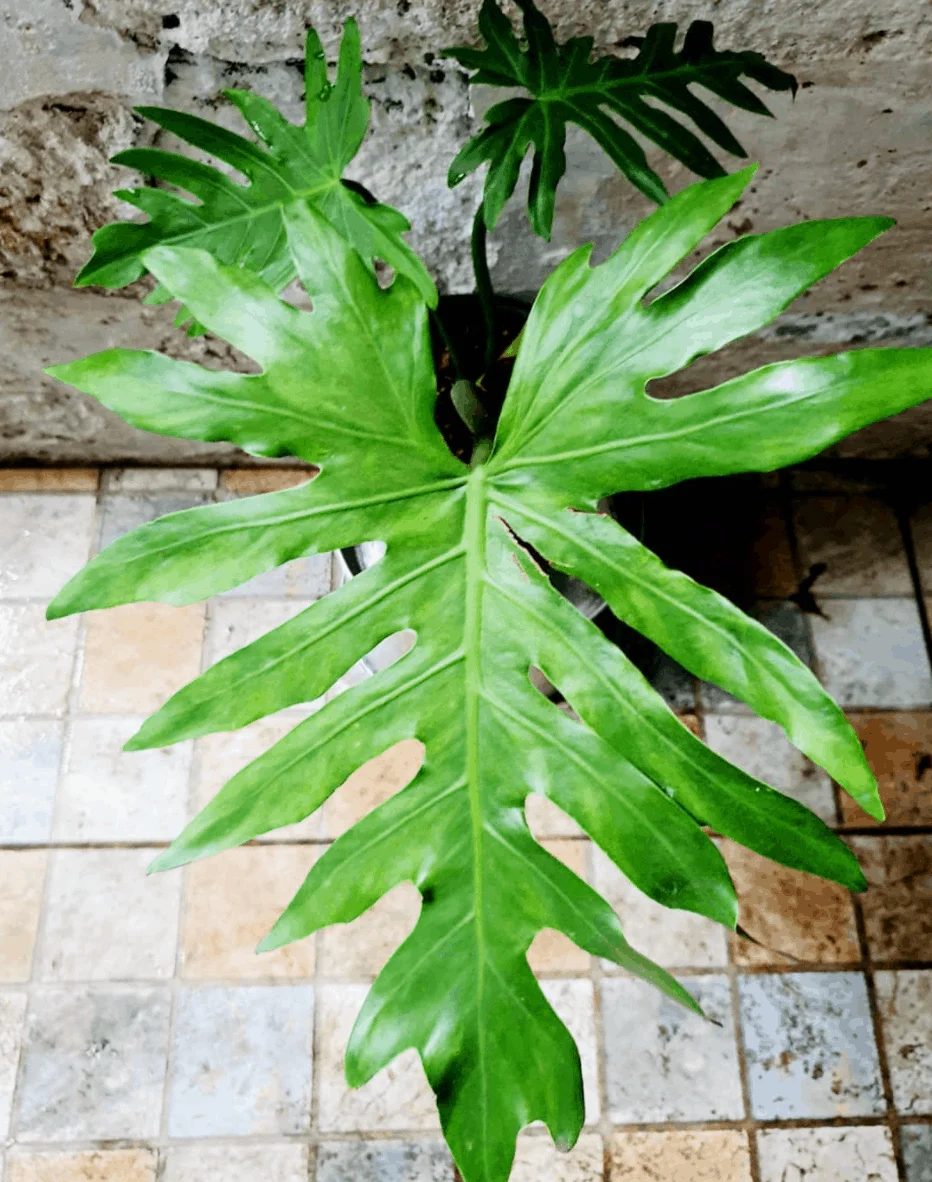 Philodendron Radiatum Care