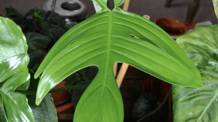 Philodendron Laciniatum Care from Start to Finish