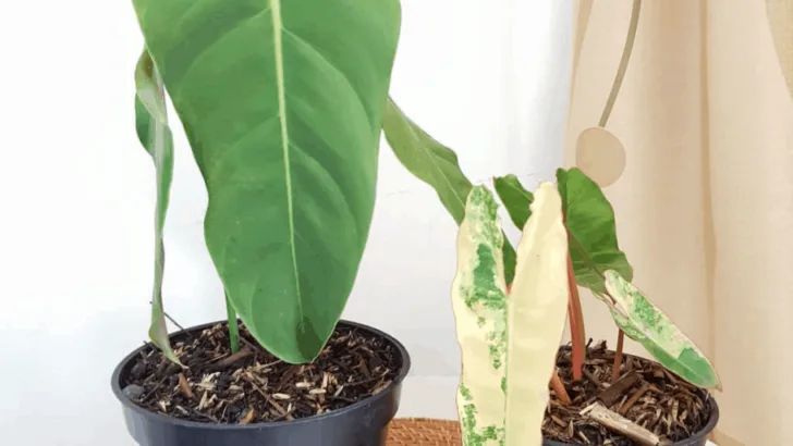 Philodendron Esmeraldense Care &ndash; A Detailed Growing Guide
