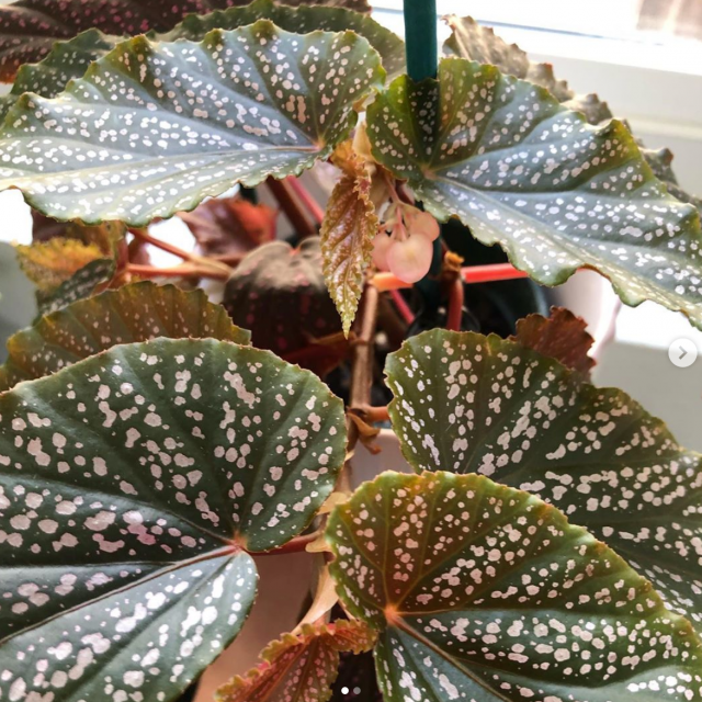 Begonia Benigo Care: Here's What You Need to Know