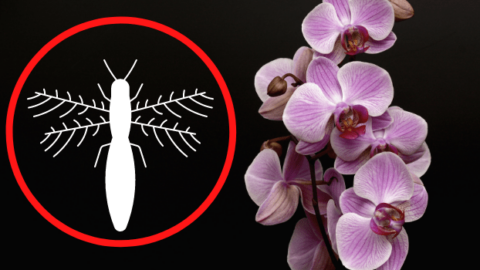 Orchid Thrip Control: Prevention and Debugging