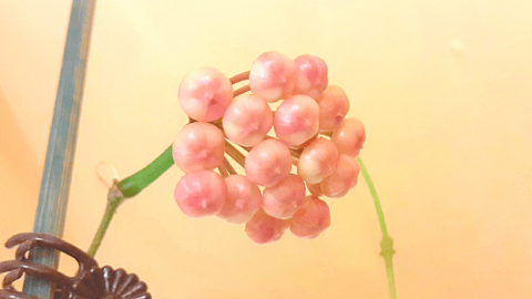 Hoya Rotundiflora — Proven Care Tips