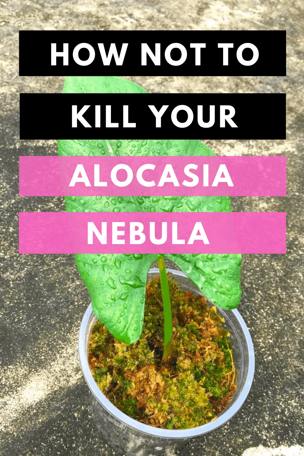 Alocasia Nebula Plant Care Hacks