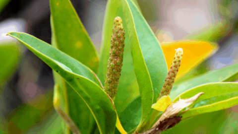 Anthurium Scandens ― Detailed Care Guide