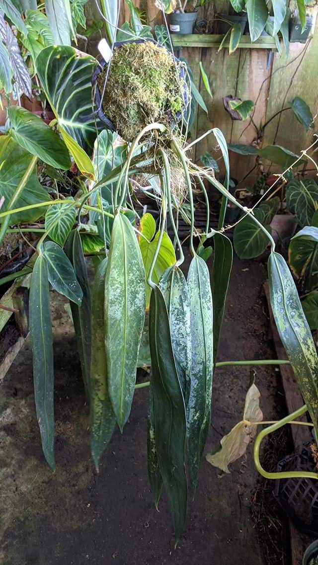 Anthurium wendlingeri