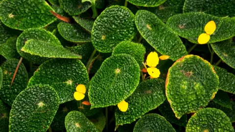 Begonia Microsperma Complete Care Guide