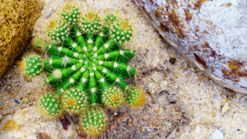 Echinopsis Oxygona care – Best Secrets!