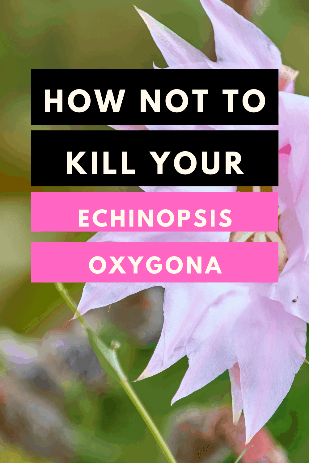 Echinopsis Oxygona Care