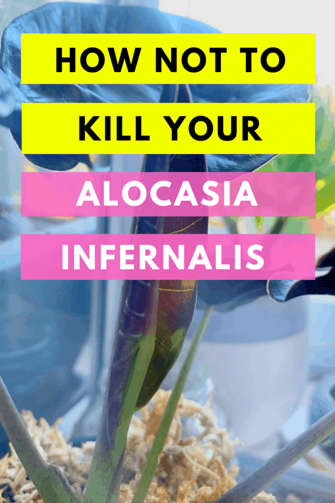 How Not To Kill Your Alocasia Infernalis