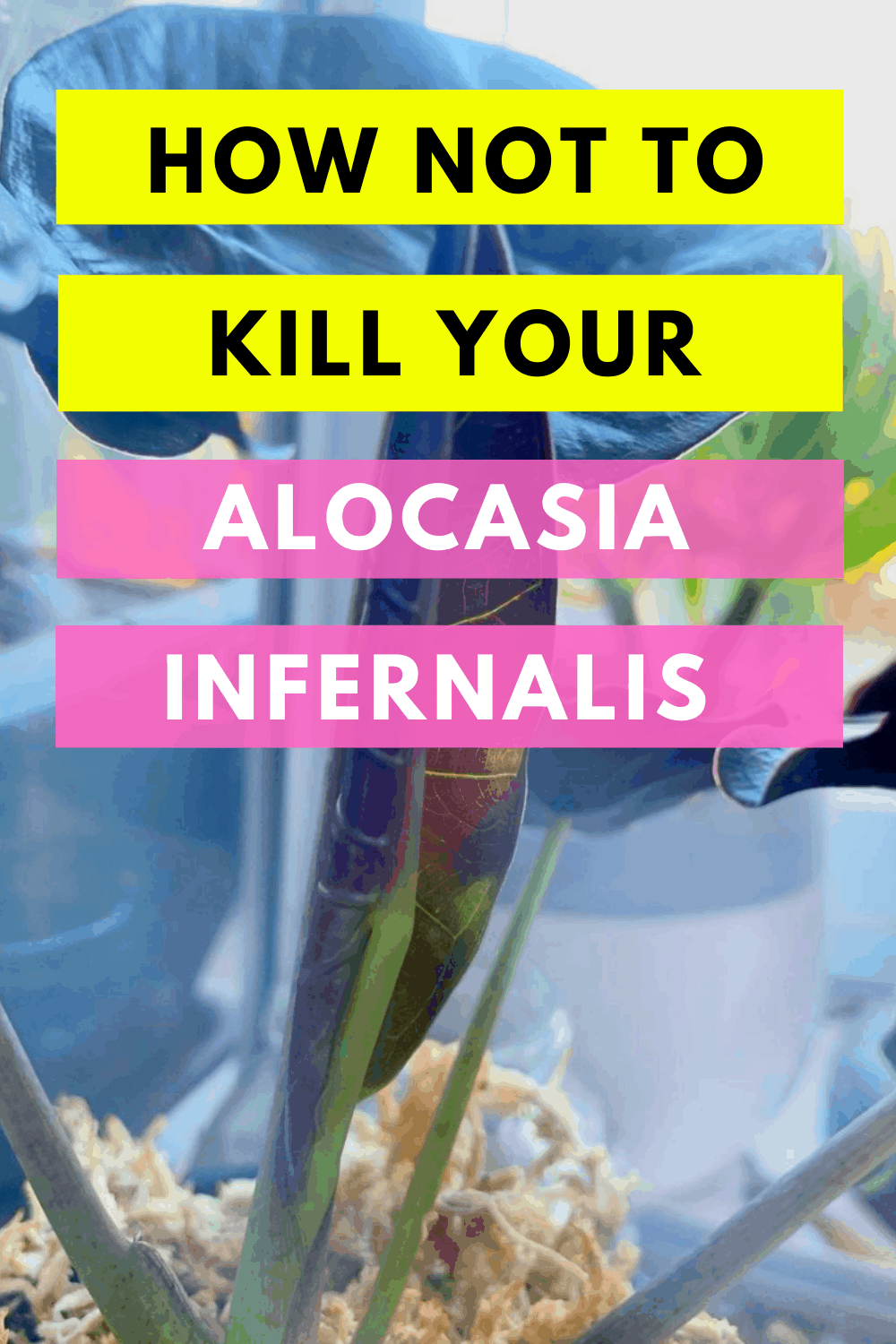 Alocasia Infernalis Care from A to Z