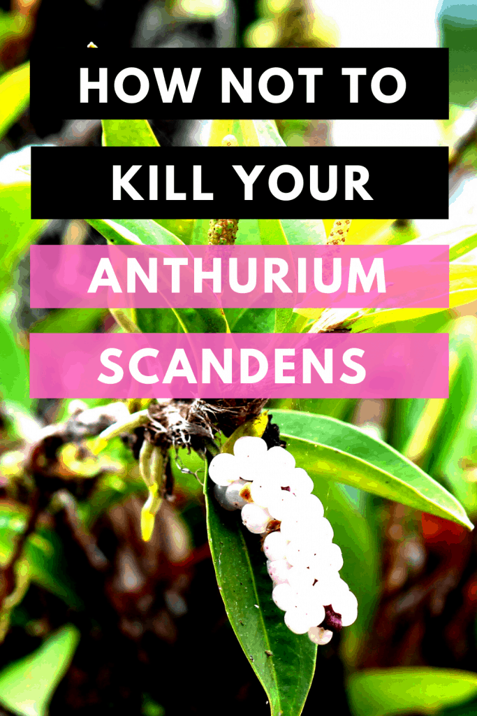 How Not To Kill Your Anthurium Scandens