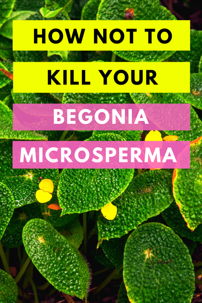 How Not To Kill Your Begonia Microsperma