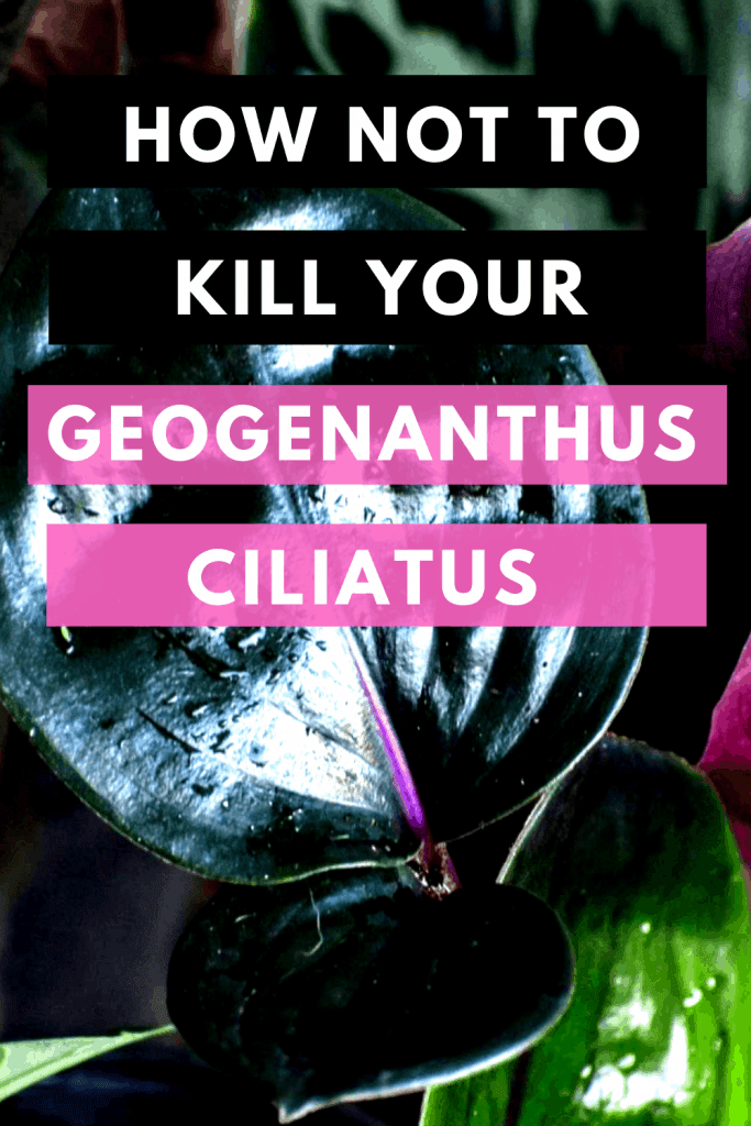 Geogenanthus Ciliatus Care - The Right Way! 2