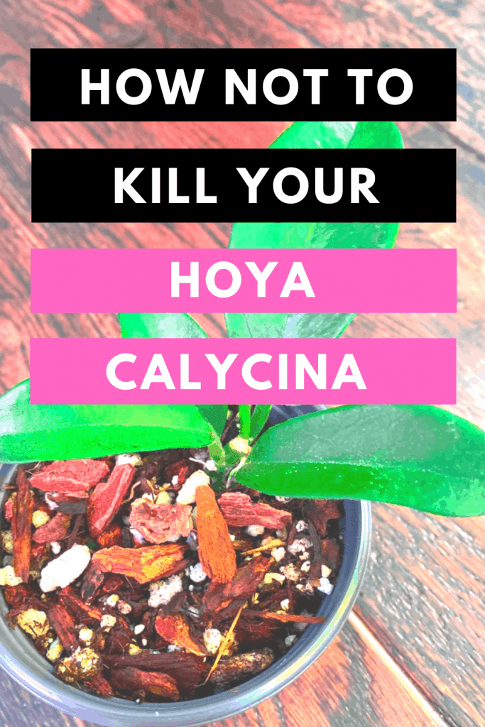 How Not To Kill Your Hoya Calycina