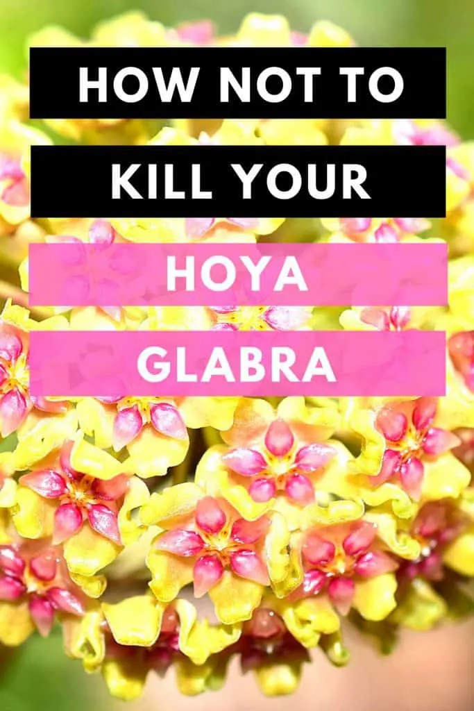 How Not To Kill Your Hoya Glabra