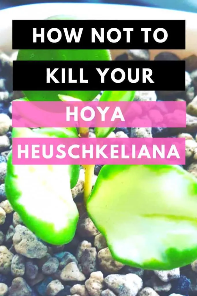 Hoya Heuschkeliana Best Care Tips 1