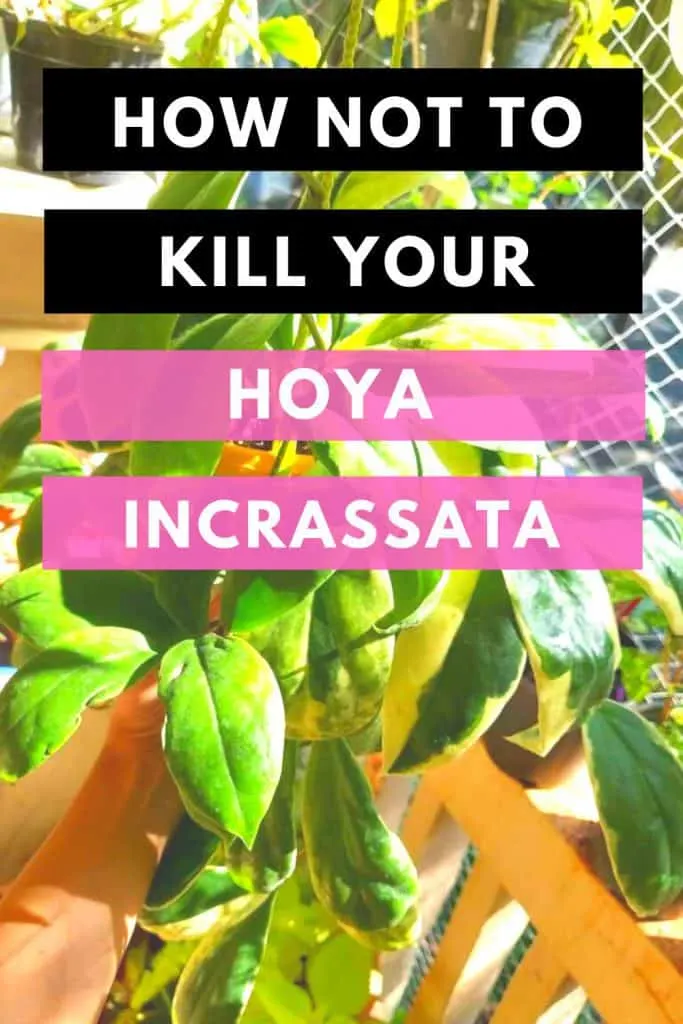 How Not To Kill Your Hoya Incrassata