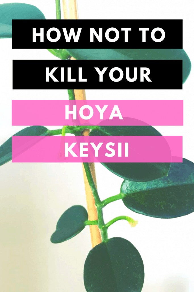 How Not To Kill Your Hoya Keysii