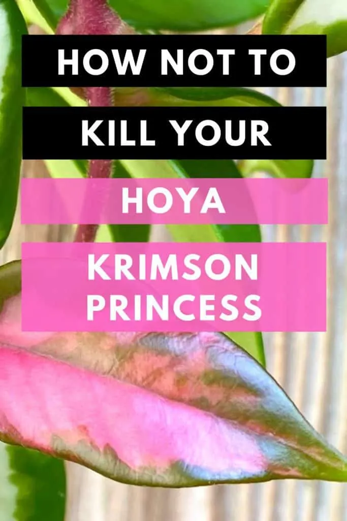 How Not To Kill Your Hoya Krimson Princess