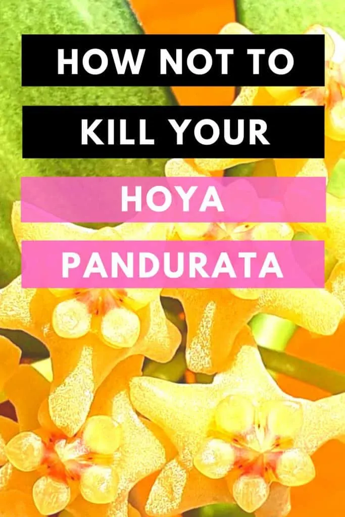 How Not To Kill Your Hoya Pandurata