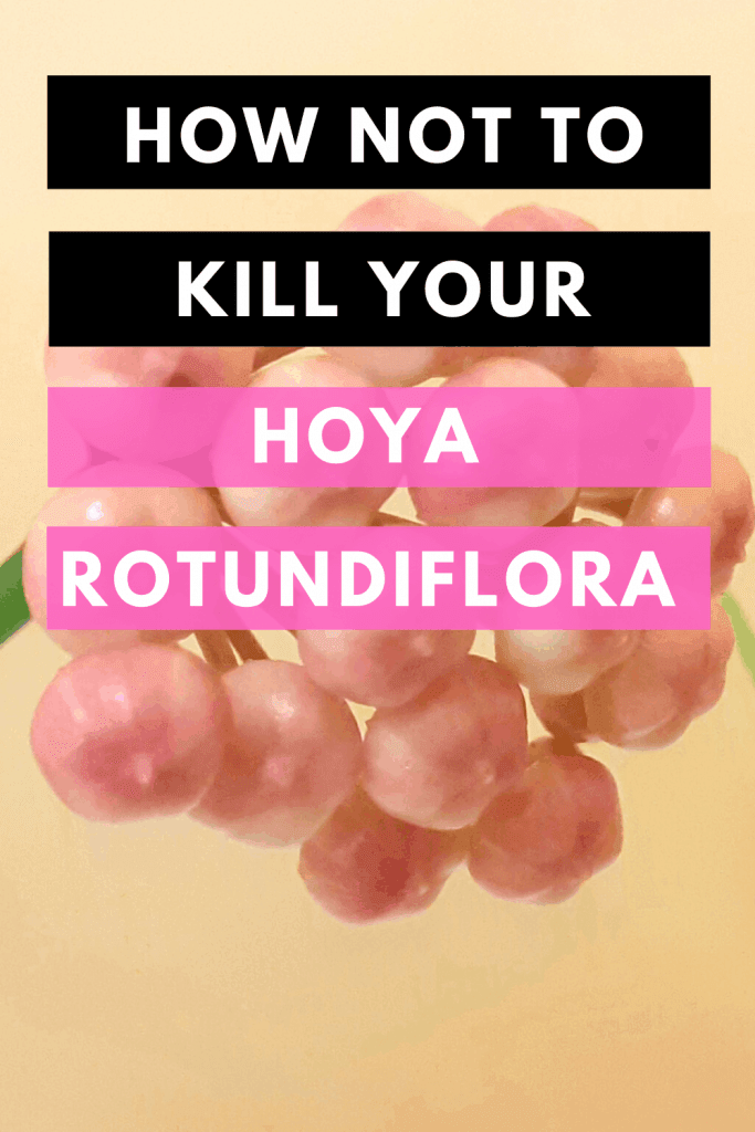 How Not To Kill Your Hoya Rotundiflora