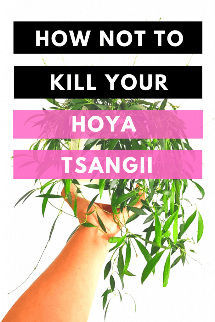 How Not To Kill Your Hoya Tsangii