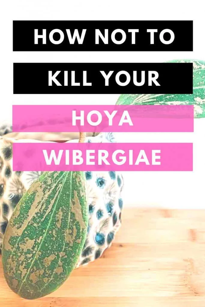 How Not To Kill Your Hoya Wibergiae