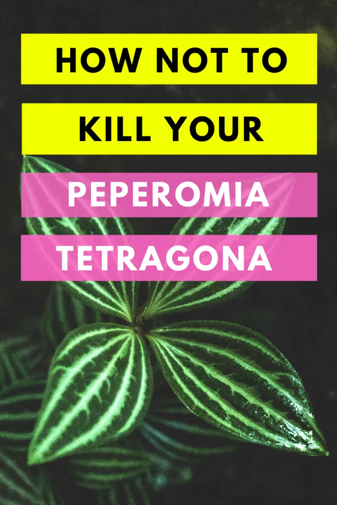 How Not To Kill Your Peperomia Tetragona