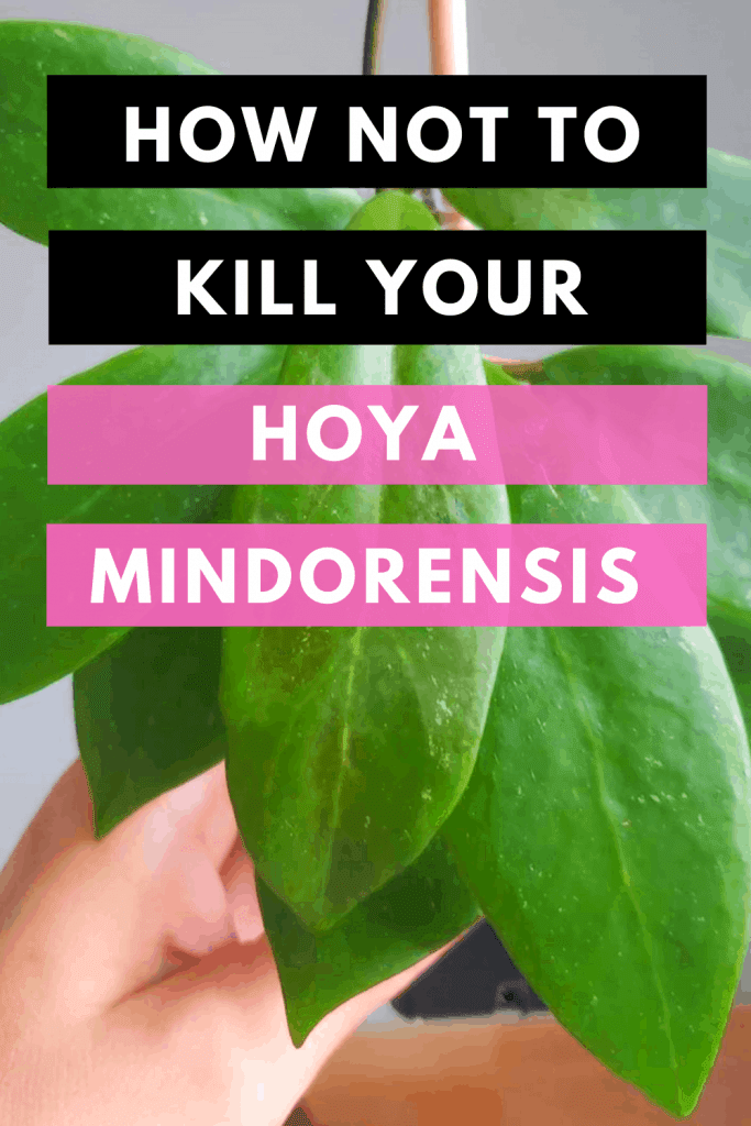 How Not to Kill Your Hoya Mindorensis