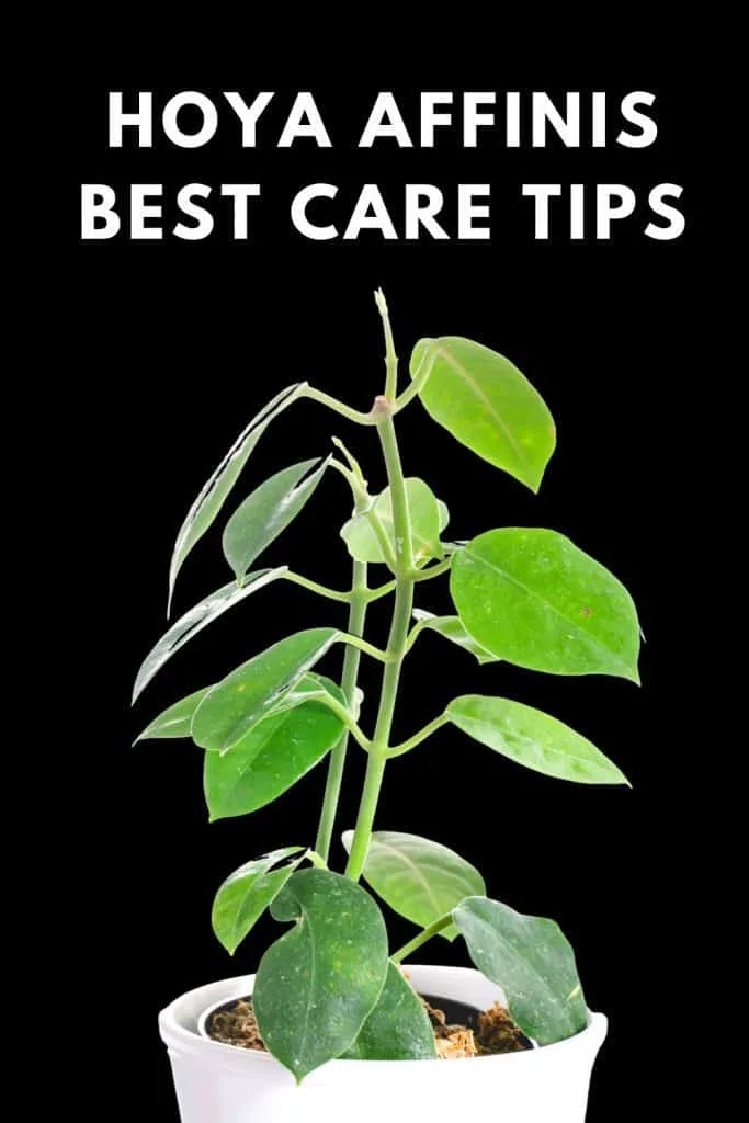 Hoya Affinis Best Care Tips