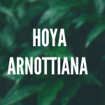 Hoya Arnottiana Care