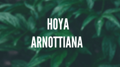 Hoya Arnottiana Care – A Complete Guide