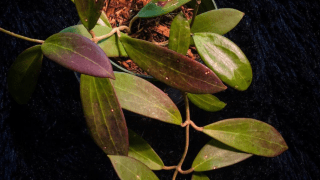 Hoya Bhutanica Plant Care