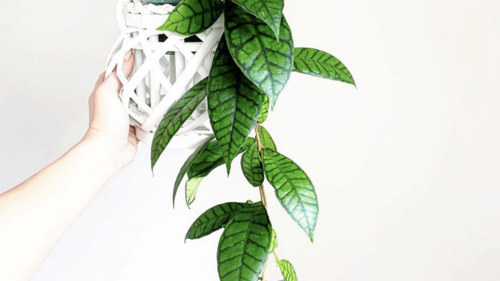Hoya Callistophylla Care – Best Secrets Revealed
