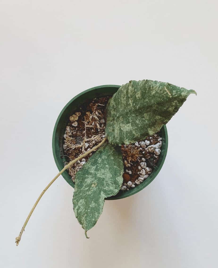 Hoya caudata 'Big Green Leaves'