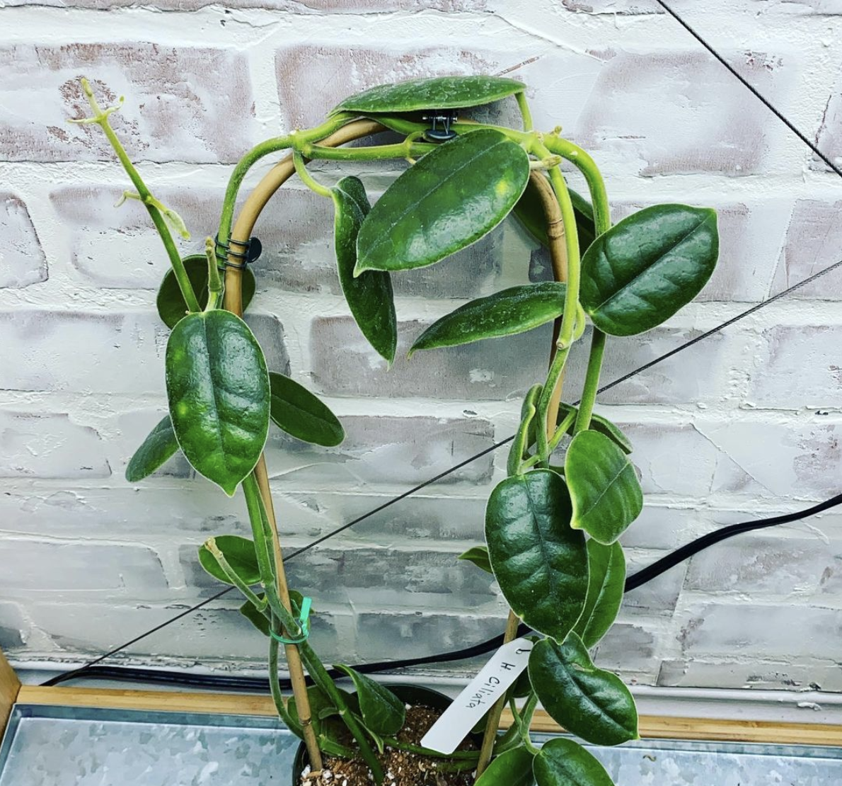 Hoya Hoya ciliata plant Wax plant in 12 cm pot 