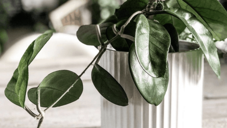 Hoya Fungii Care – Best Tips Revealed