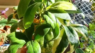 Hoya Incrassata Plant Care