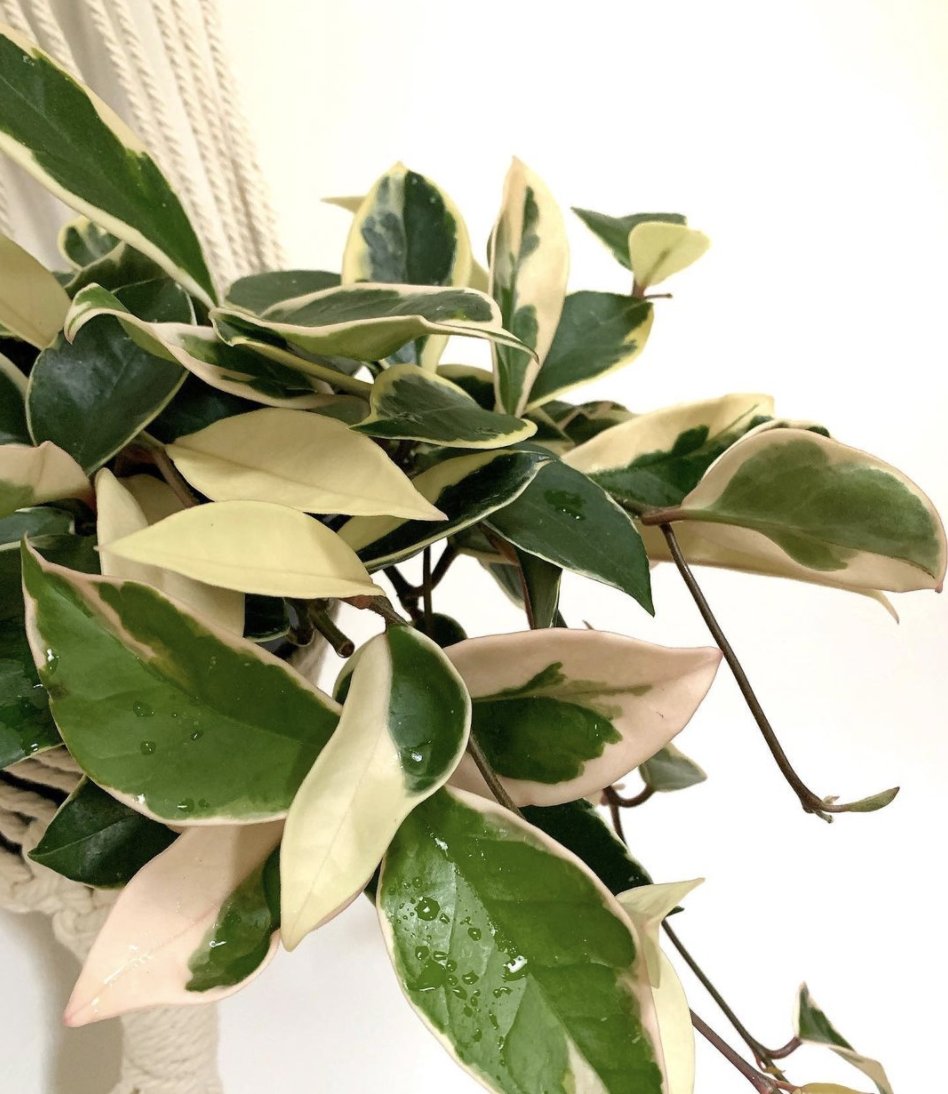 Hoya Krimson Queen – Royal Plant Care Guide