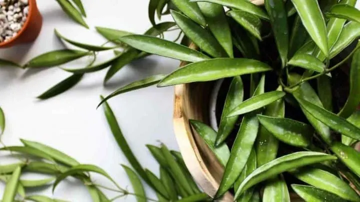 Hoya Longifolia In-Depth Care Guide