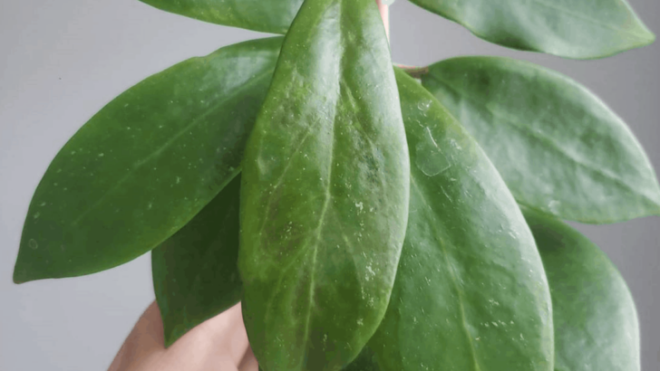 How To Care for Hoya Mindorensis Like a Pro