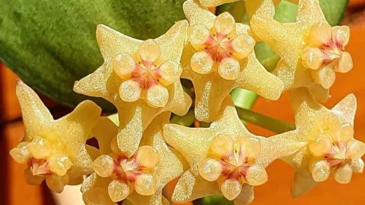 Hoya Pandurata Care in a Nutshell