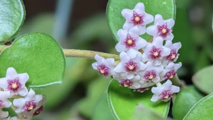 Hoya Pubera Care From Start to Finish