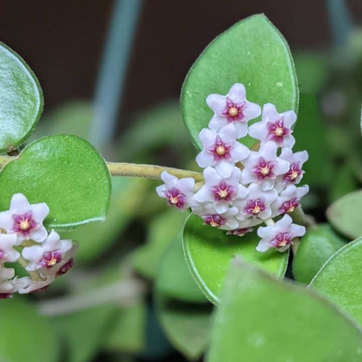 Hoya Pubera Care From Start to Finish | Plantophiles