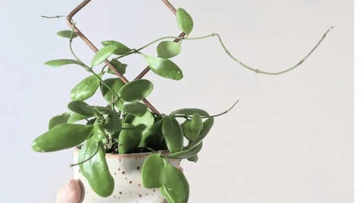 Hoya Brevialata Care &ndash; Best Tips!