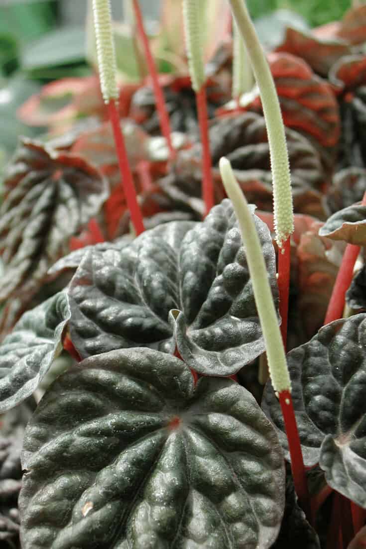 Peperomia Caperata is fine with average humidity between 40-50%
