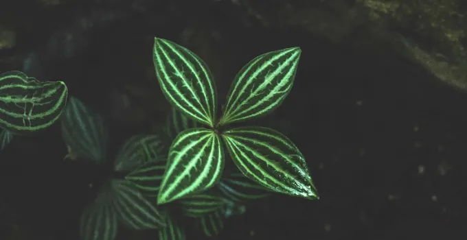 Peperomia Tetragona Plant Care