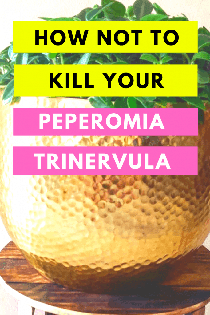 Peperomia Trinervula Care