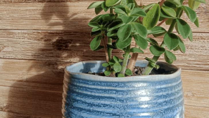 Peperomia Tetraphylla – #1 Best Care Tips
